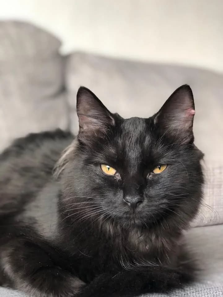 Pinkie Pie, female 6yo Mixed Breed for adoption at Dyrebeskyttelsen Kristiansand