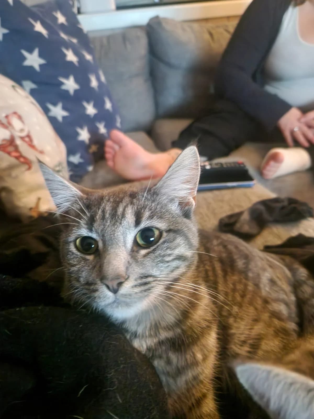 Nøste,  puppy Mixed Breed for adoption at Dyrebeskyttelsen Kristiansand