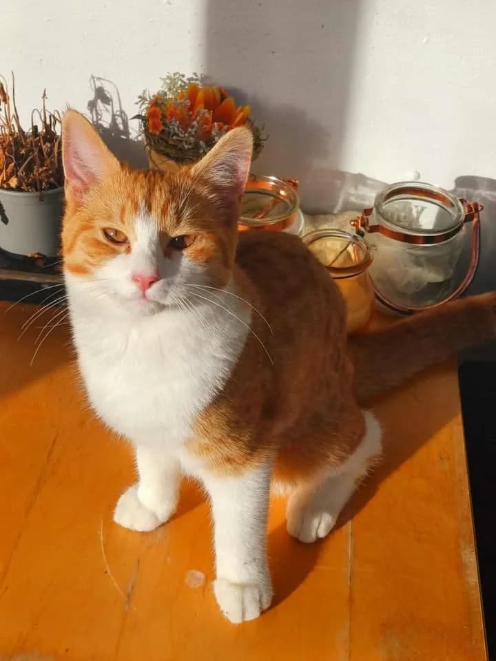 Simba,  puppy Mixed Breed for adoption at Dyrebeskyttelsen Kristiansand