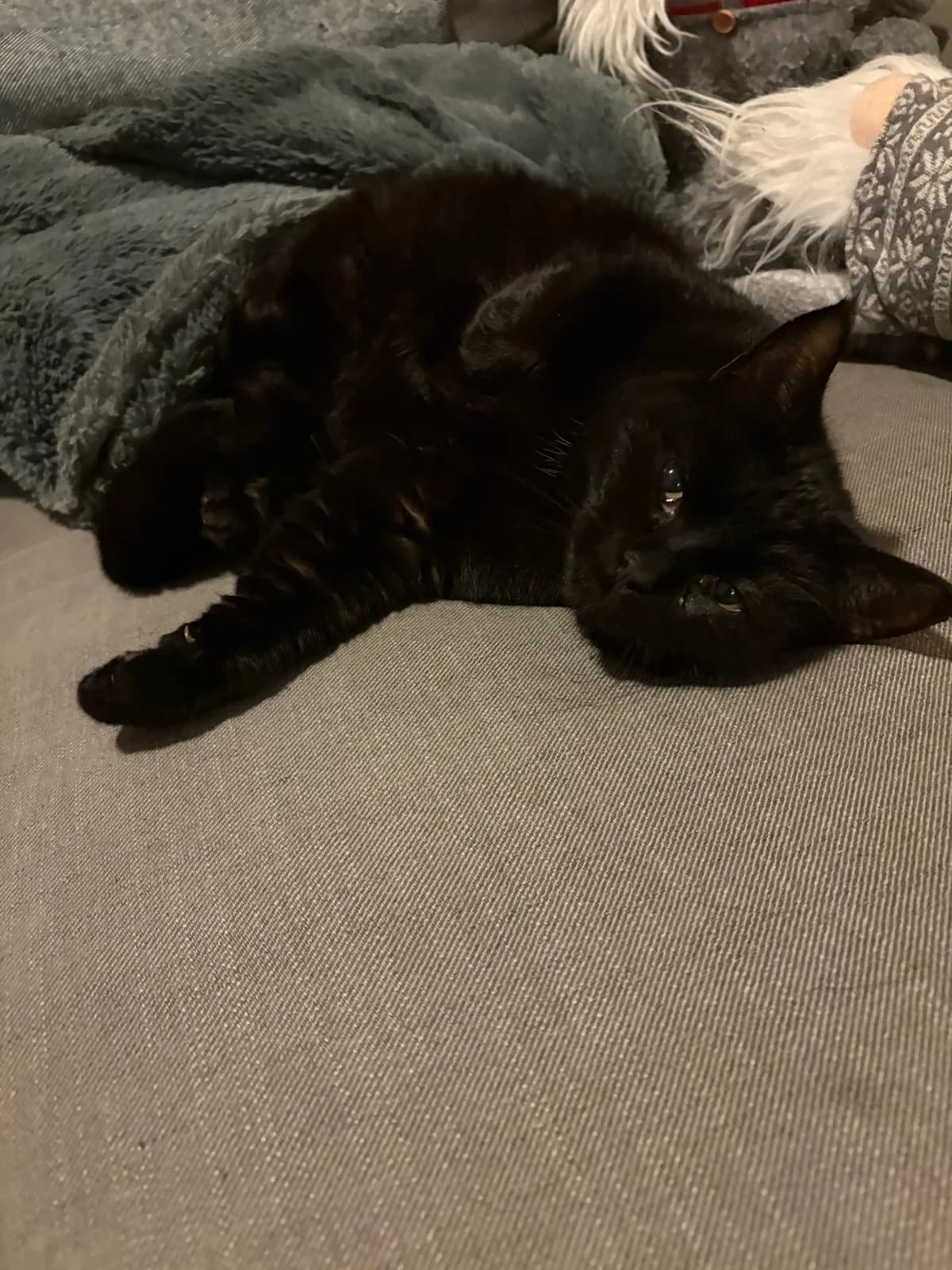 Miss, female 7yo Mixed Breed for adoption at Dyrebeskyttelsen Kristiansand