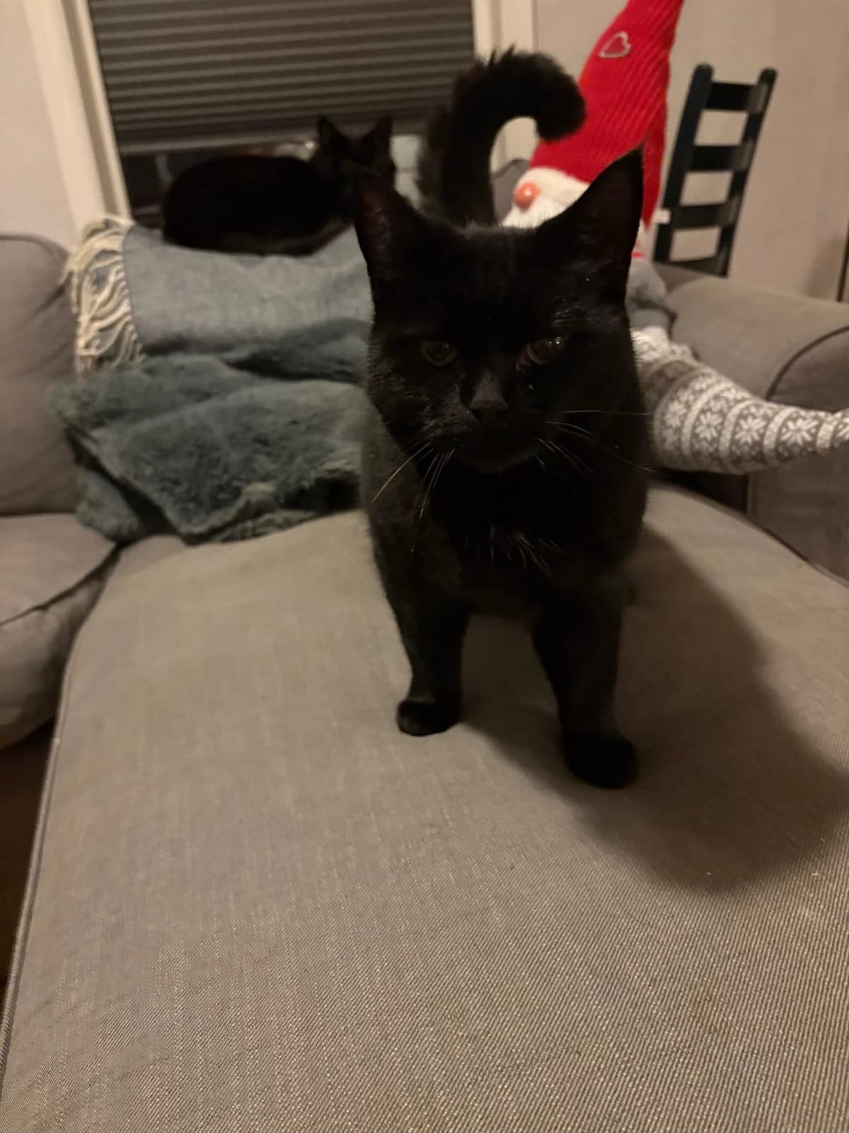 My, female 7yo Mixed Breed for adoption at Dyrebeskyttelsen Kristiansand