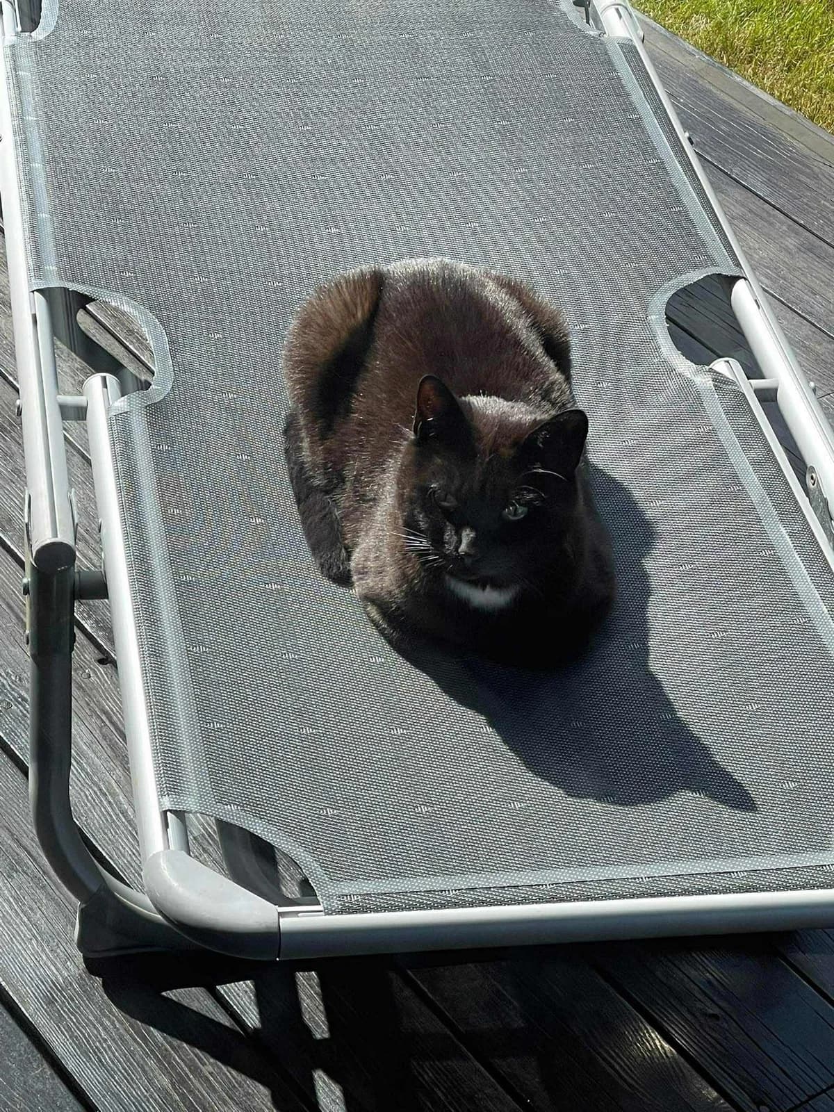 Selma, female senior Mixed Breed for adoption at Dyrebeskyttelsen Kristiansand