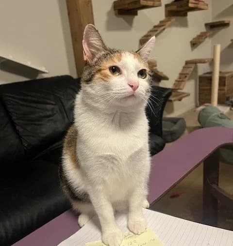 Mira, female Mixed Breed for adoption at Dyrebeskyttelsen Kristiansand