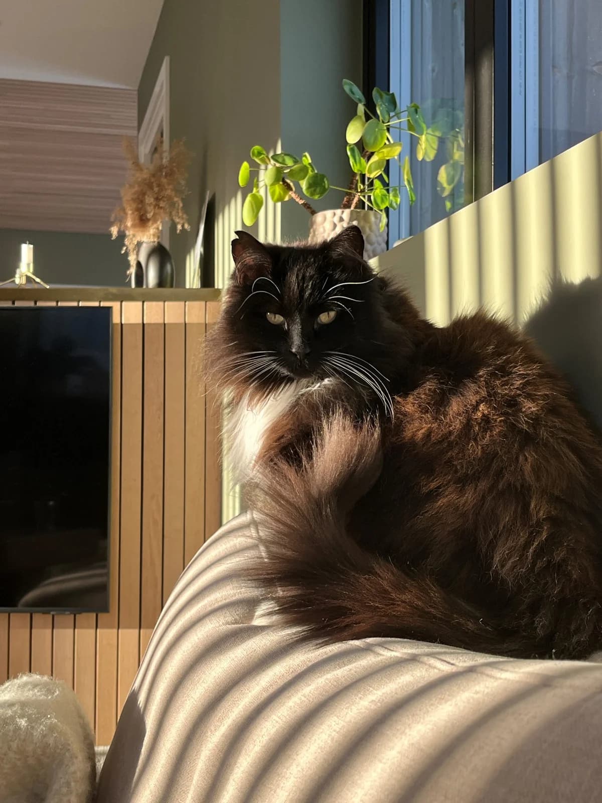 Nussi, female 7yo Mixed Breed for adoption at Dyrebeskyttelsen Kristiansand