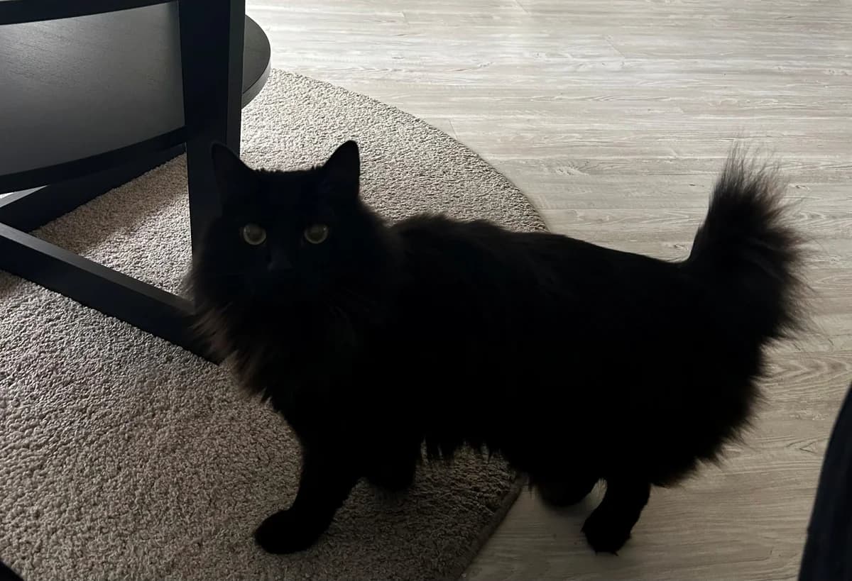 Mateo, male 6yo Mixed Breed for adoption at Dyrebeskyttelsen Kristiansand