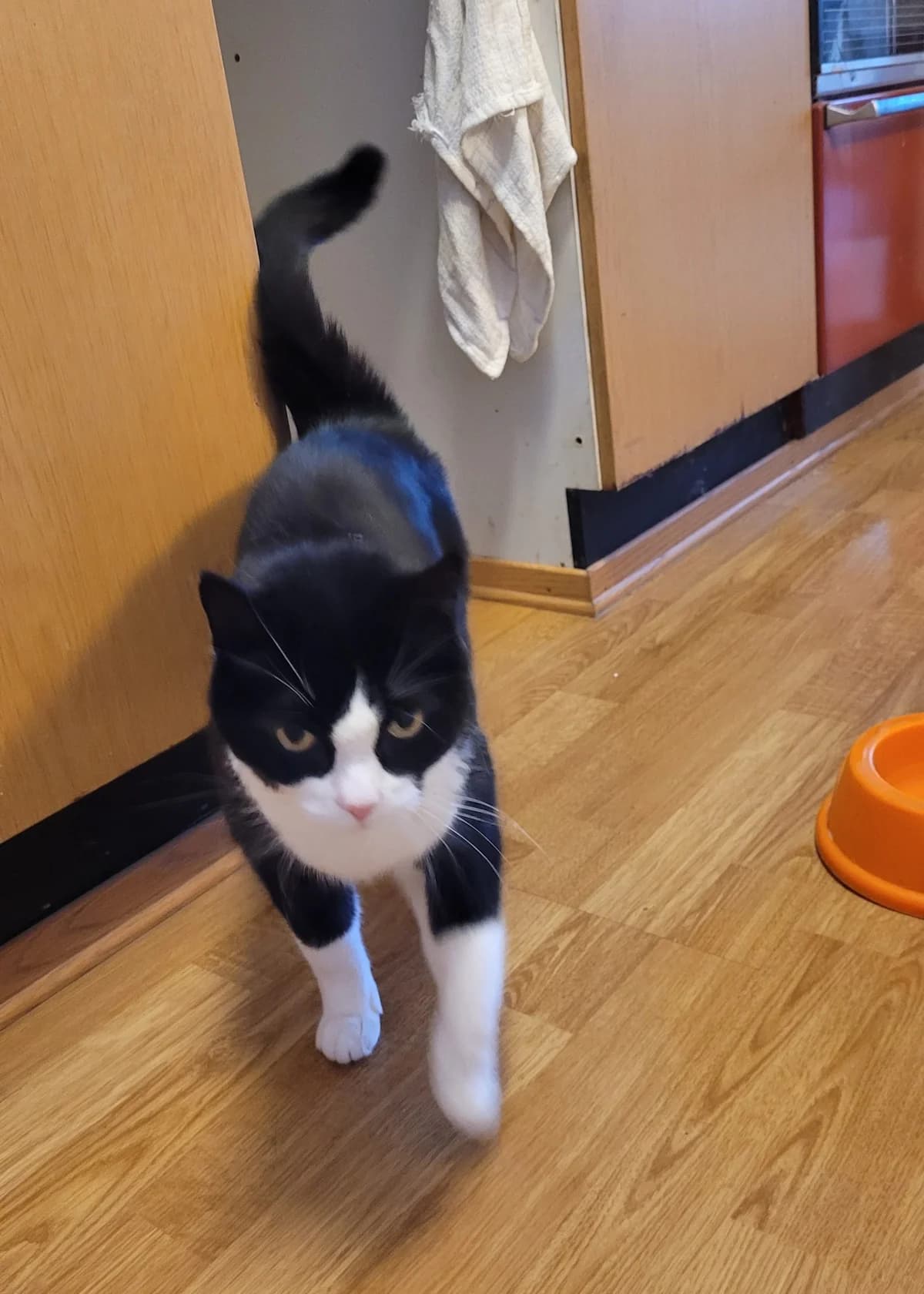 Dolly, sort og hvit female senior Mixed Breed for adoption at Dyrebeskyttelsen Kristiansand