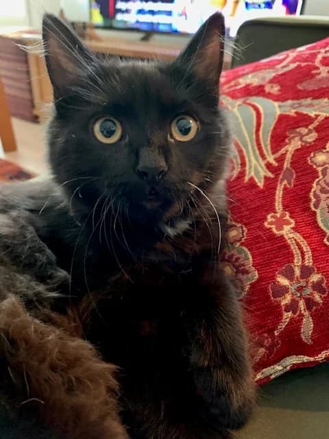 Lussie, sort female Mixed Breed for adoption at Dyrebeskyttelsen Kristiansand
