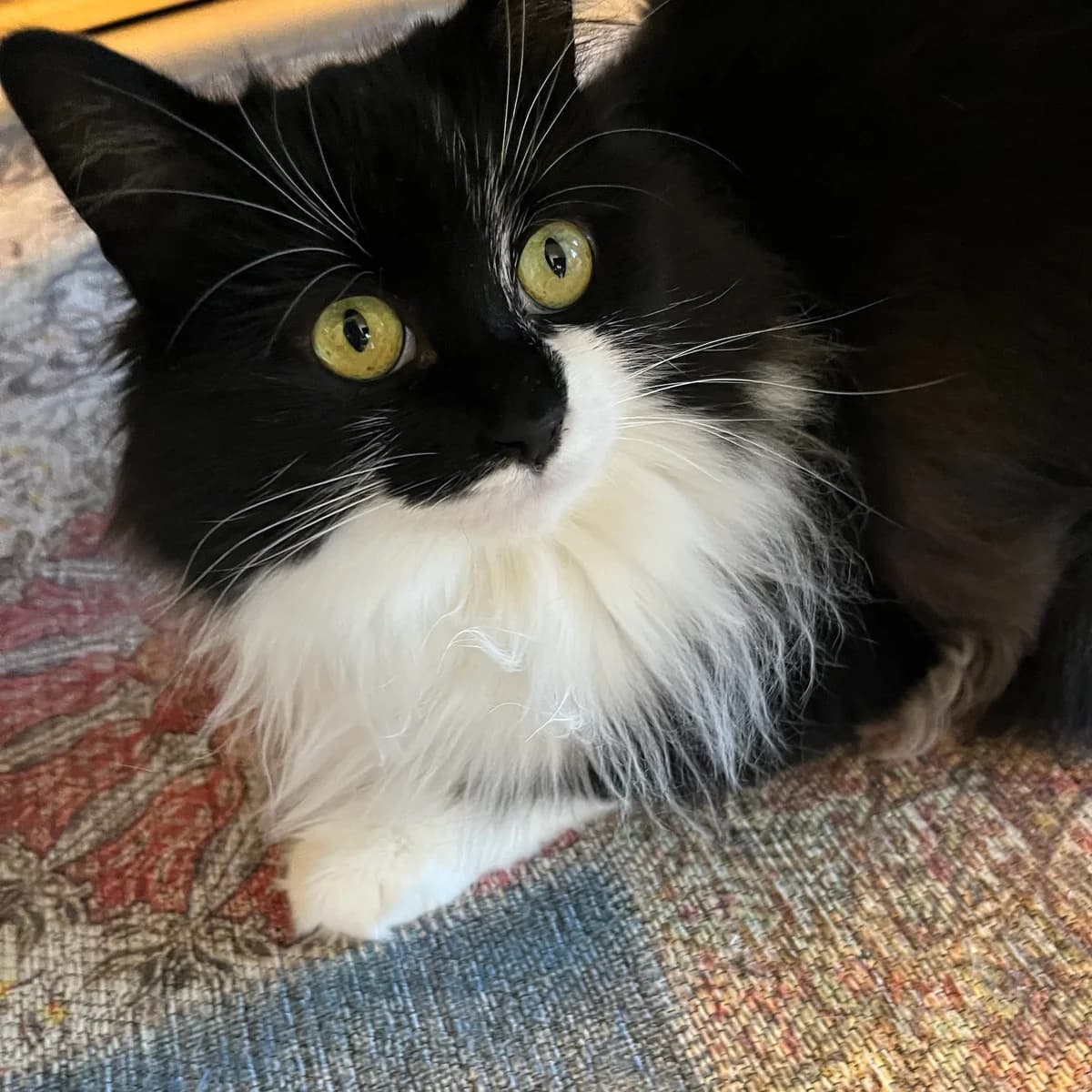 Ellie, female 5yo Mixed Breed for adoption at Dyrebeskyttelsen Kristiansand