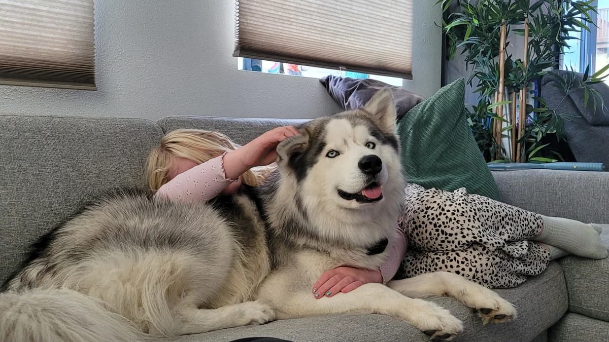 Cooper,  6yo Mixed Breed for adoption at Dyrebeskyttelsen Kristiansand