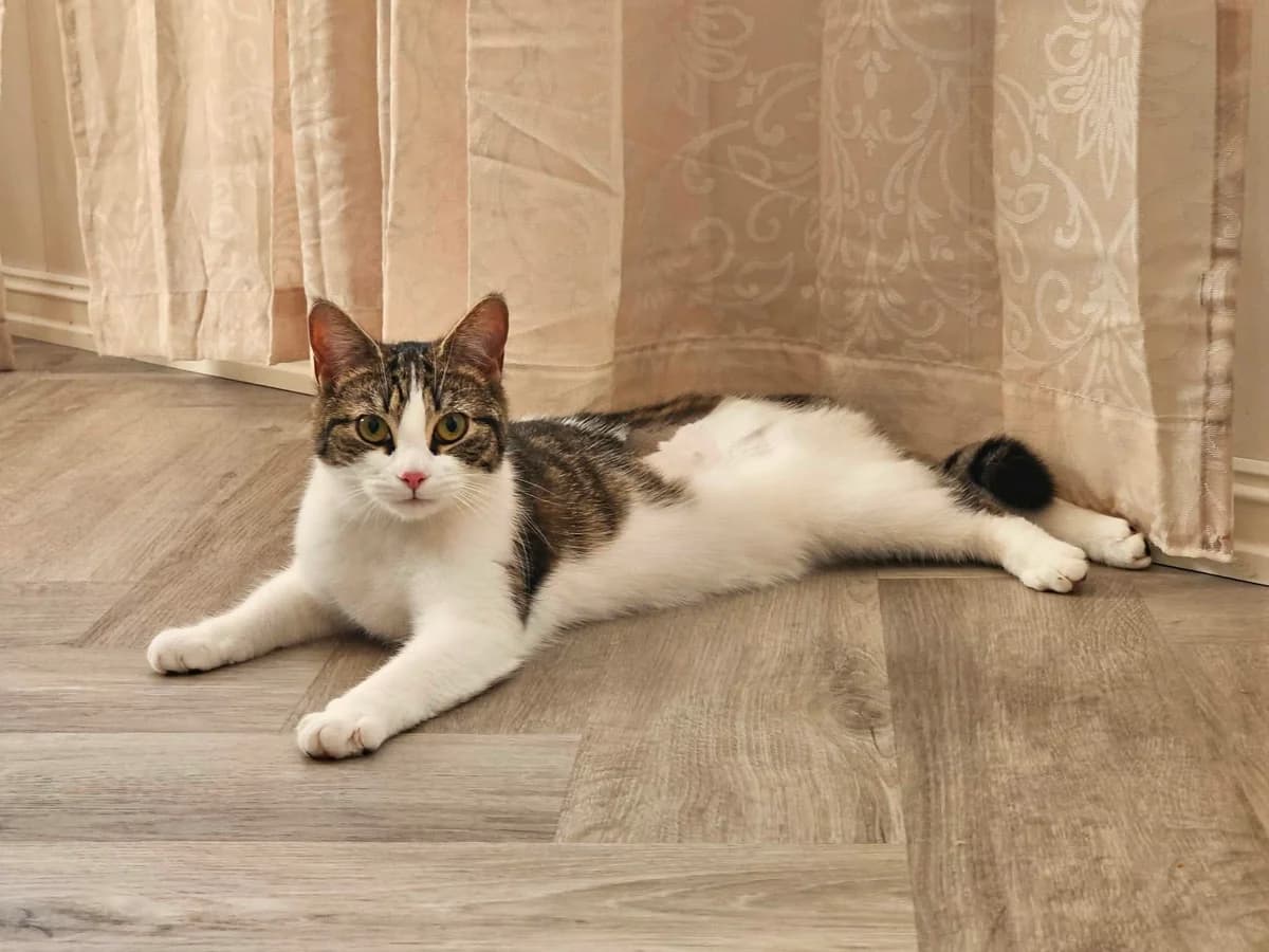 Silvia, female Mixed Breed for adoption at Dyrebeskyttelsen Kristiansand