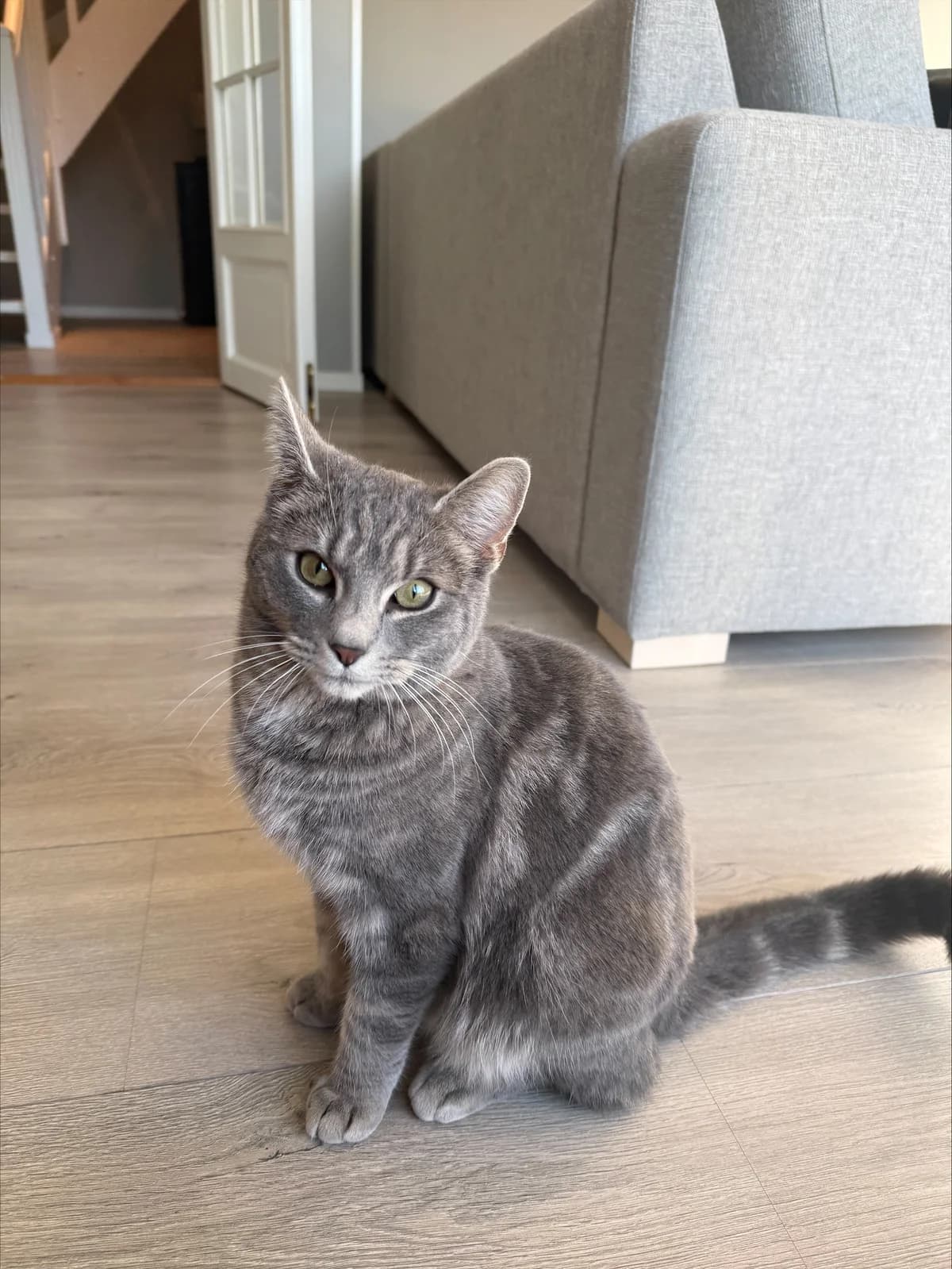 Mons, male Mixed Breed for adoption at Dyrebeskyttelsen Kristiansand