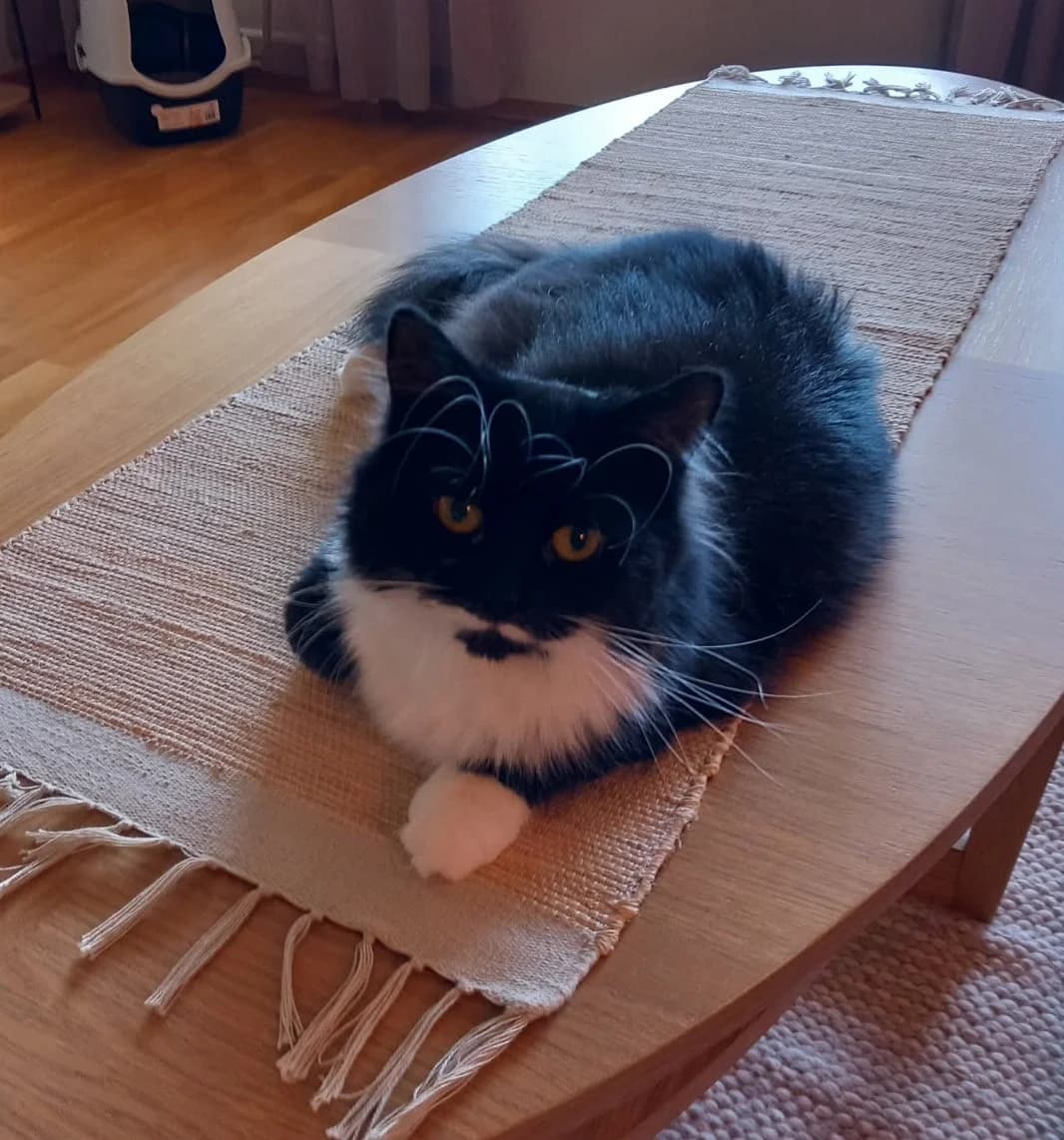 Zelda, female 3yo Mixed Breed for adoption at Dyrebeskyttelsen Kristiansand