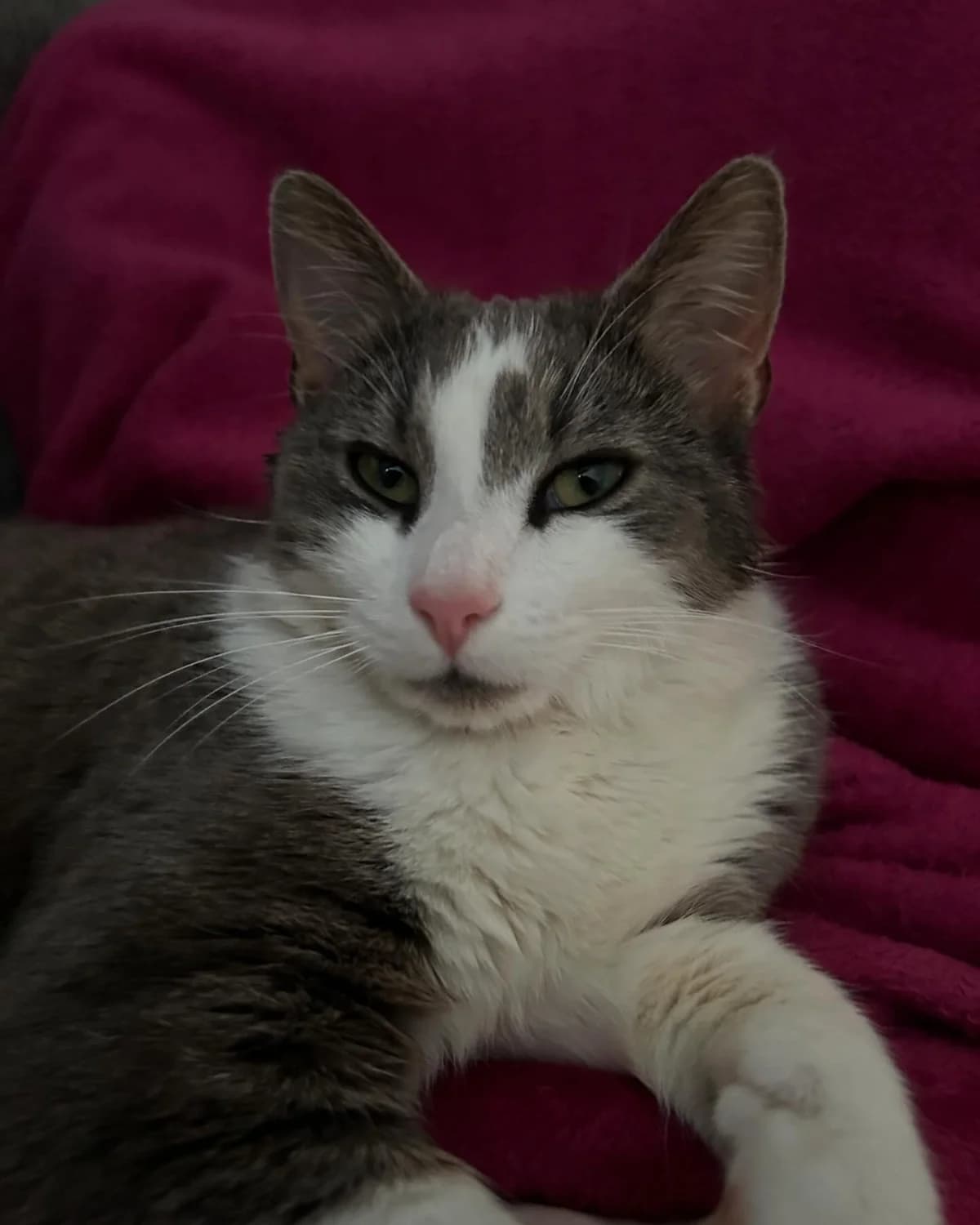 Umbro, female 3yo Mixed Breed for adoption at Dyrebeskyttelsen Kristiansand