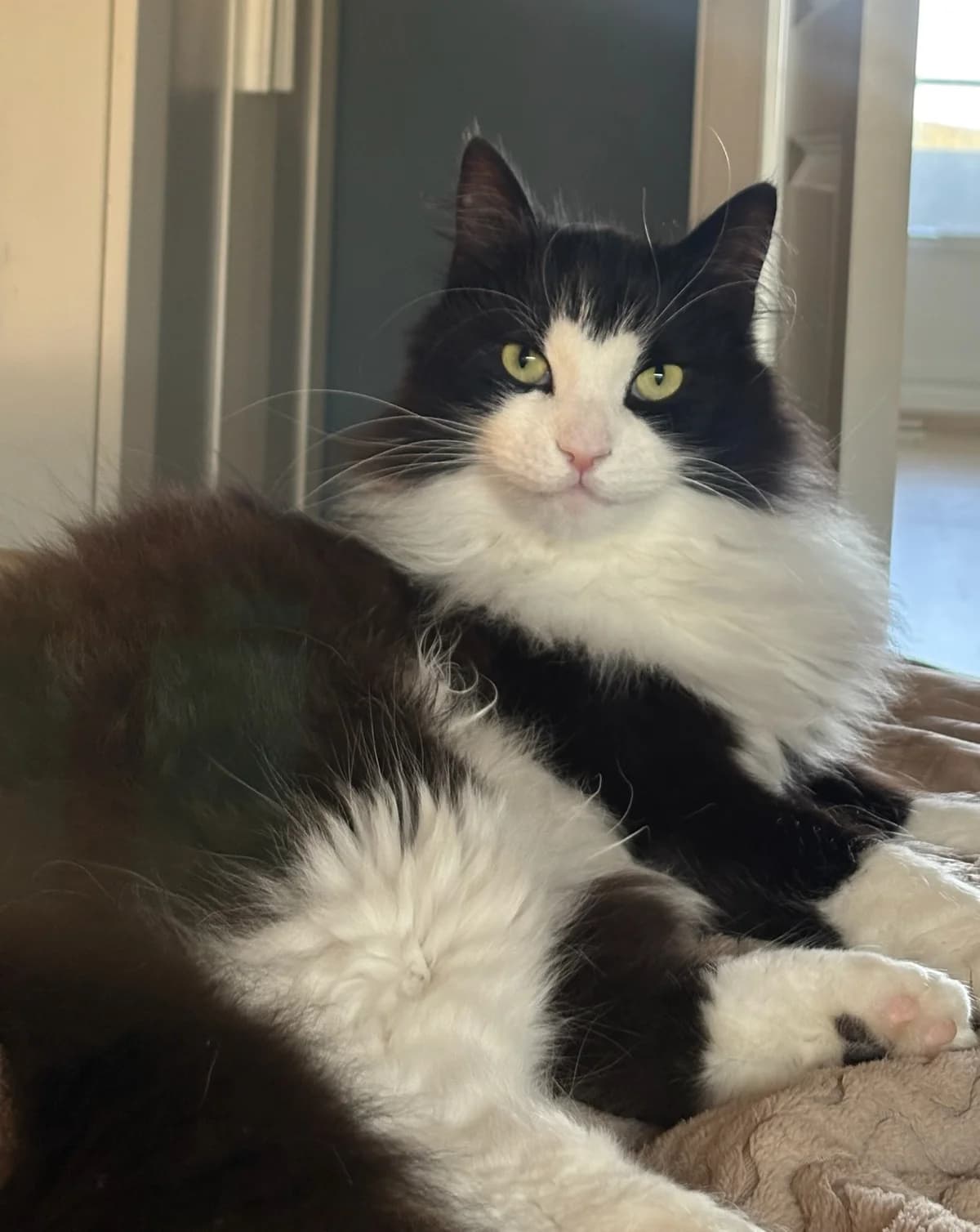 Ulrik, male 4yo Mixed Breed for adoption at Dyrebeskyttelsen Kristiansand