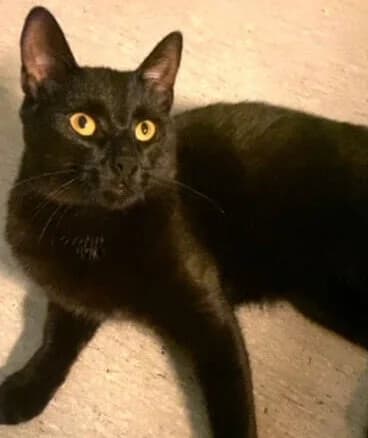 Rosin, male senior Mixed Breed for adoption at Dyrebeskyttelsen Kristiansand