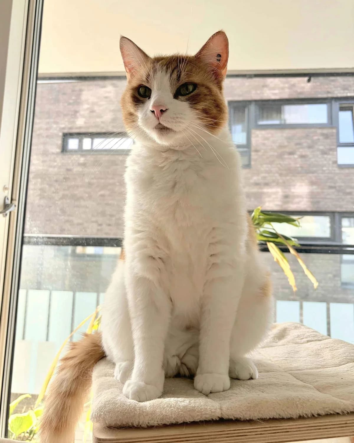 Emil, male 7yo Mixed Breed for adoption at Dyrebeskyttelsen Oslo, Oslo
