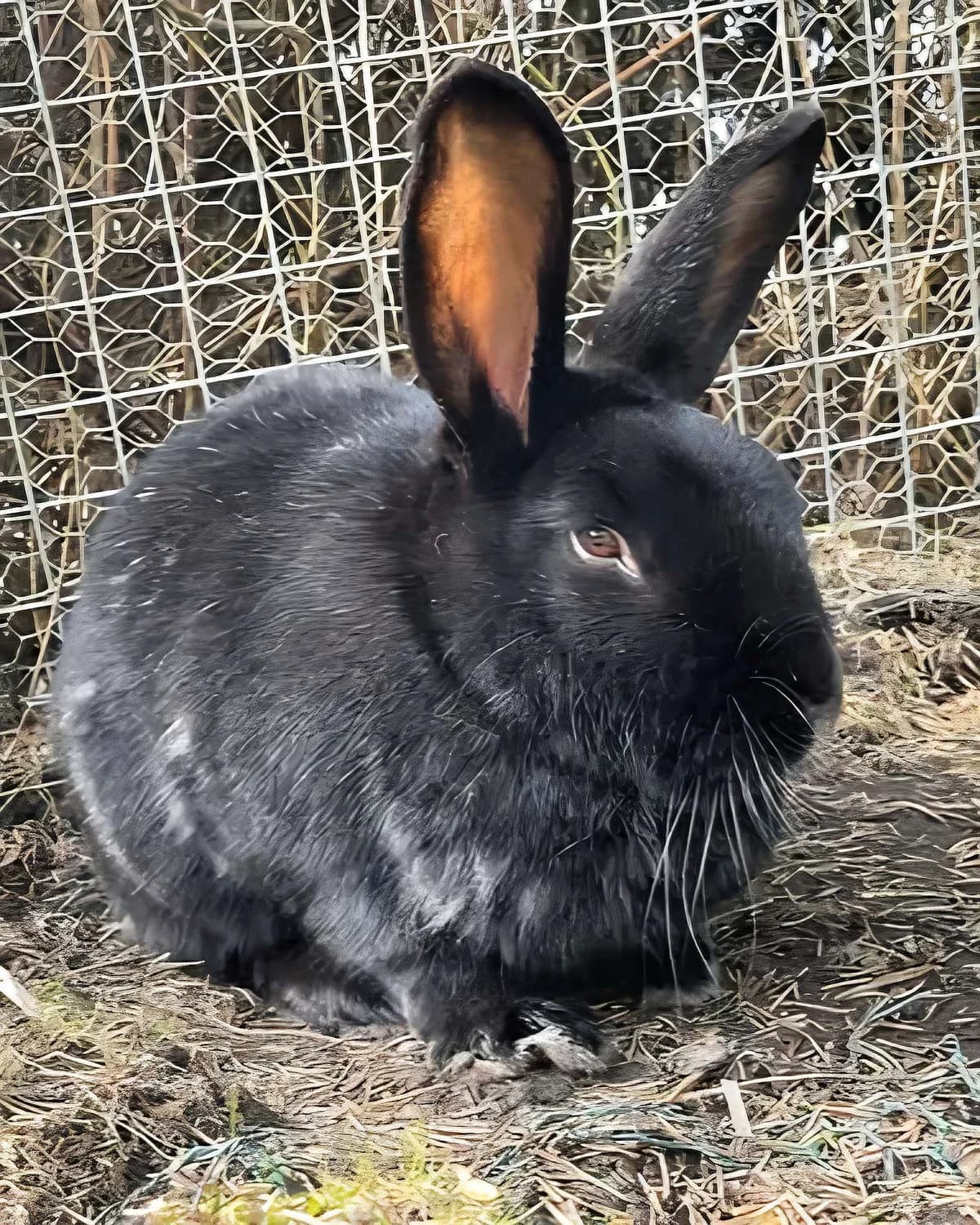 Gaba, female 6yo Mixed Breed for adoption at Dyrebeskyttelsen Oslo, Oslo