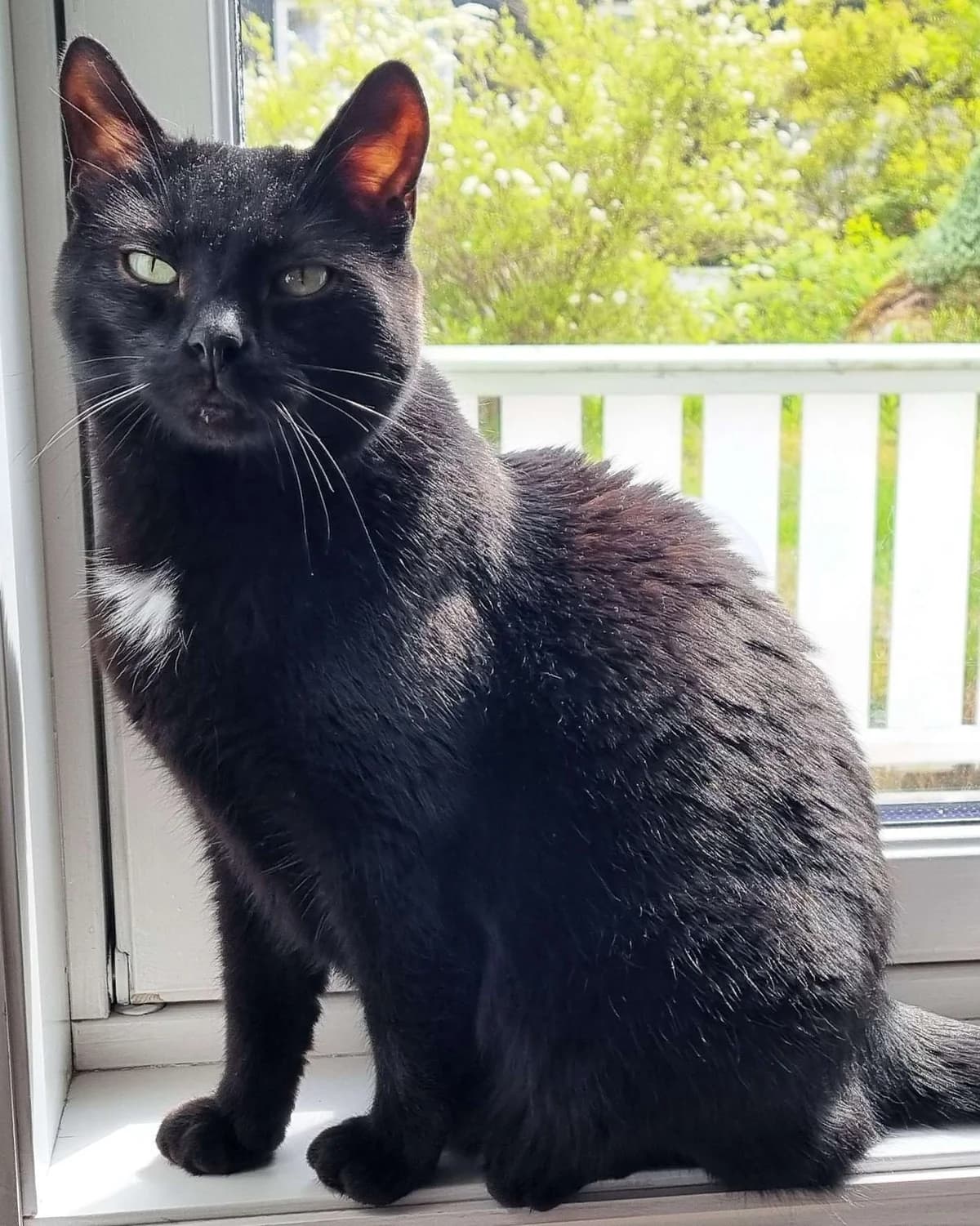 Kovu, male 7yo Mixed Breed for adoption at Dyrebeskyttelsen Oslo, Oslo