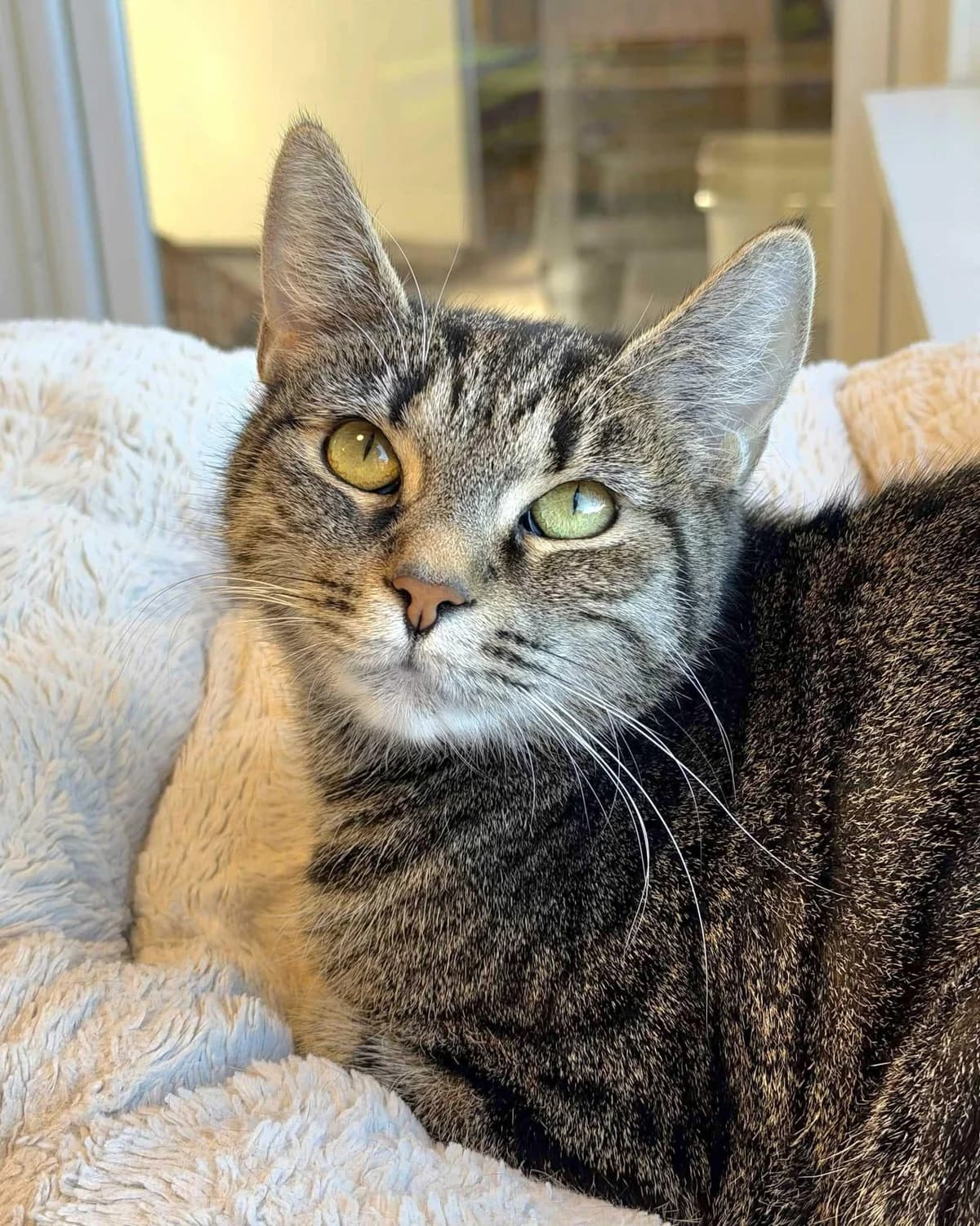 Lexi, female Mixed Breed for adoption at Dyrebeskyttelsen Oslo, Oslo