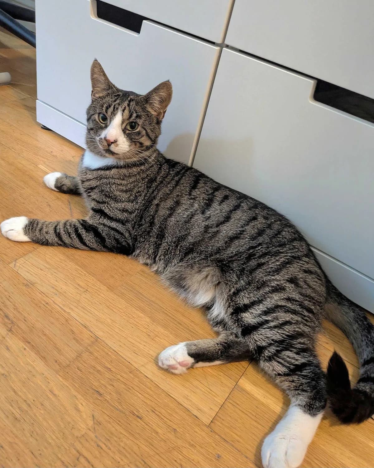 Nano, male Mixed Breed for adoption at Dyrebeskyttelsen Oslo, Oslo