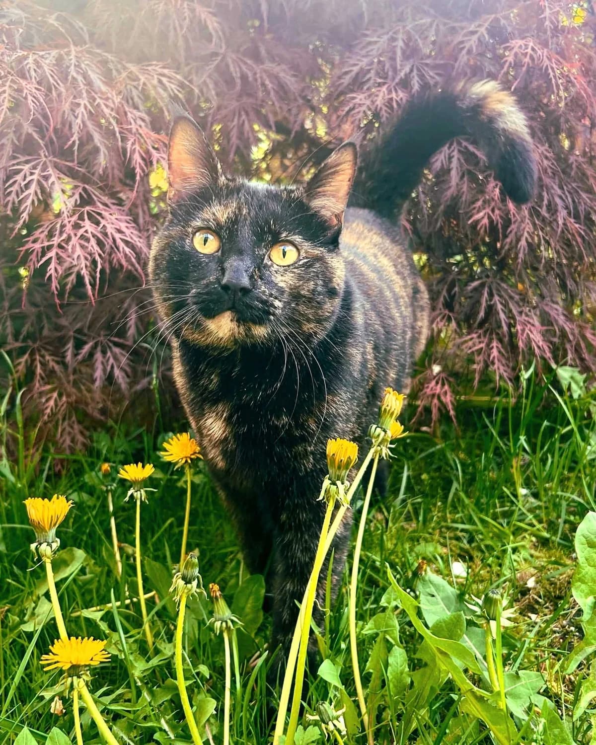 Poke, female 4yo Mixed Breed for adoption at Dyrebeskyttelsen Oslo, Oslo