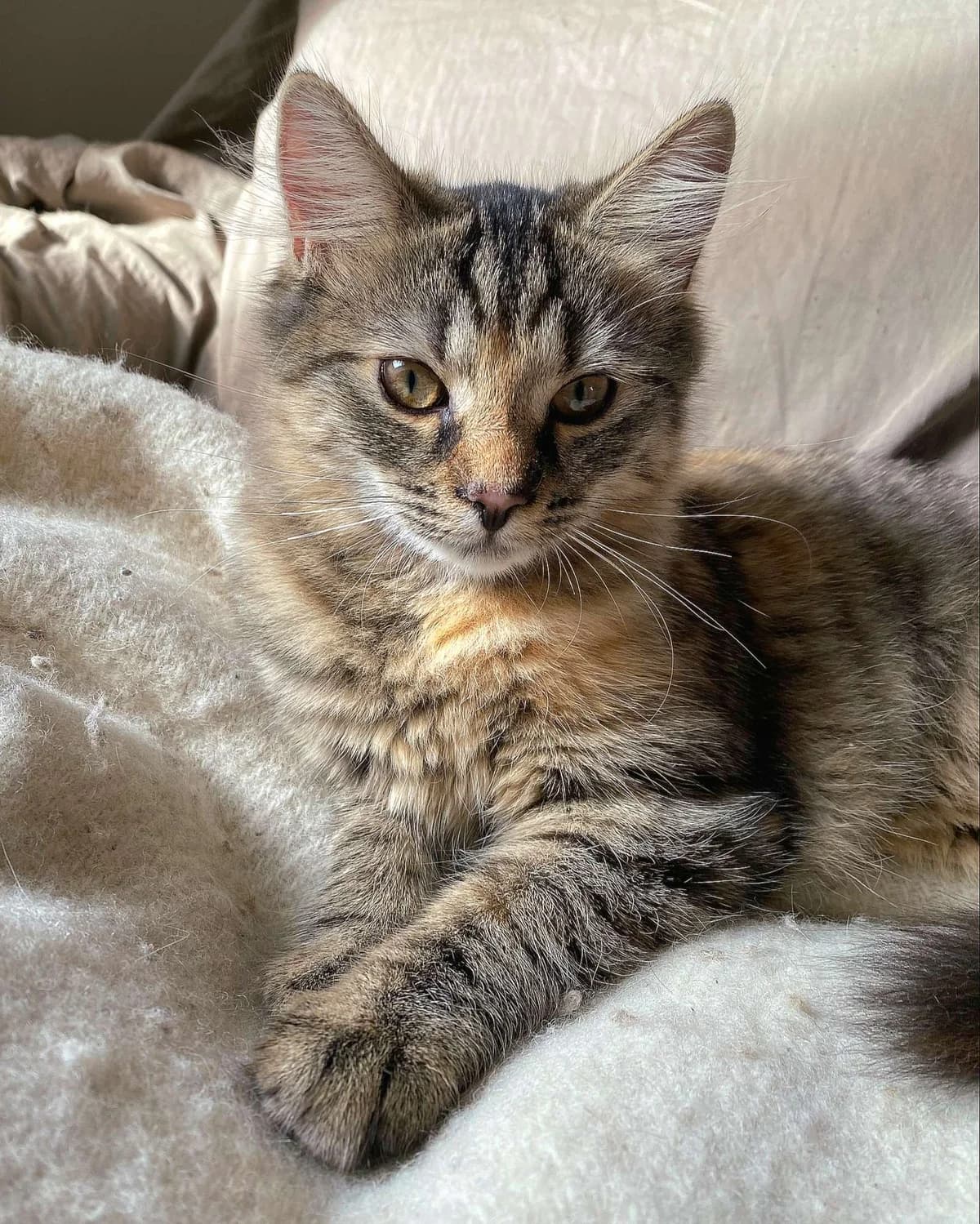 Roxy, female Mixed Breed for adoption at Dyrebeskyttelsen Oslo, Oslo