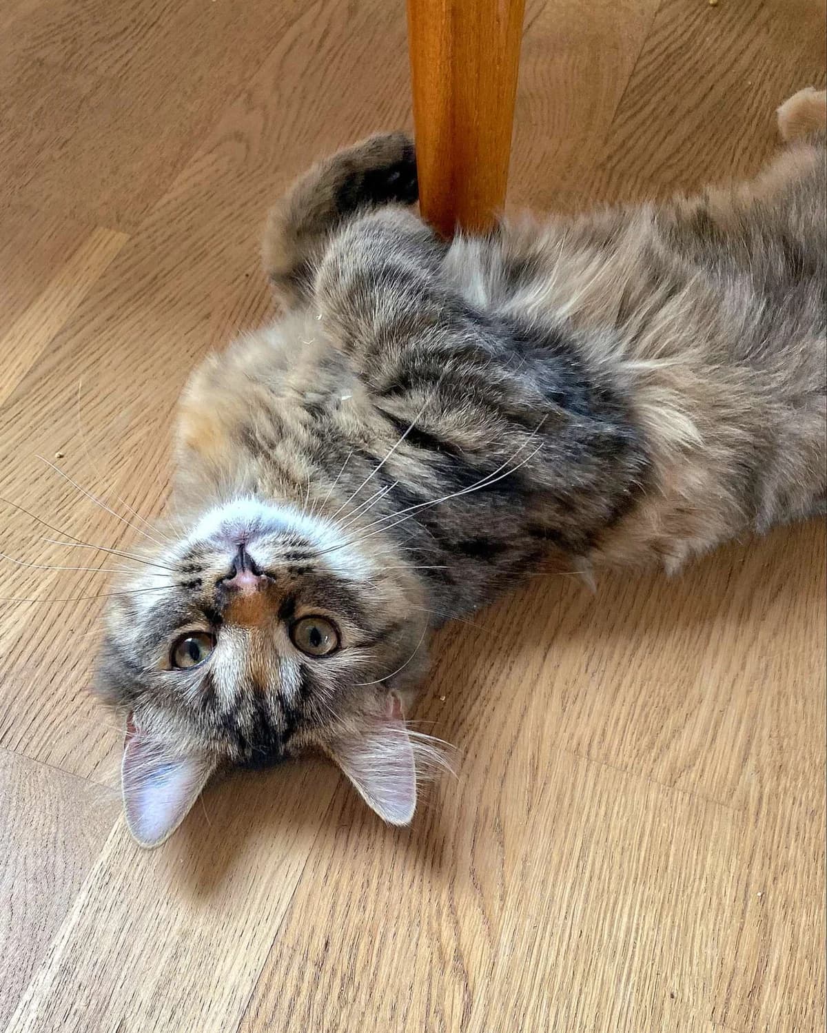 Roxy, female Mixed Breed for adoption at Dyrebeskyttelsen Oslo, Oslo — photo 2 of 6