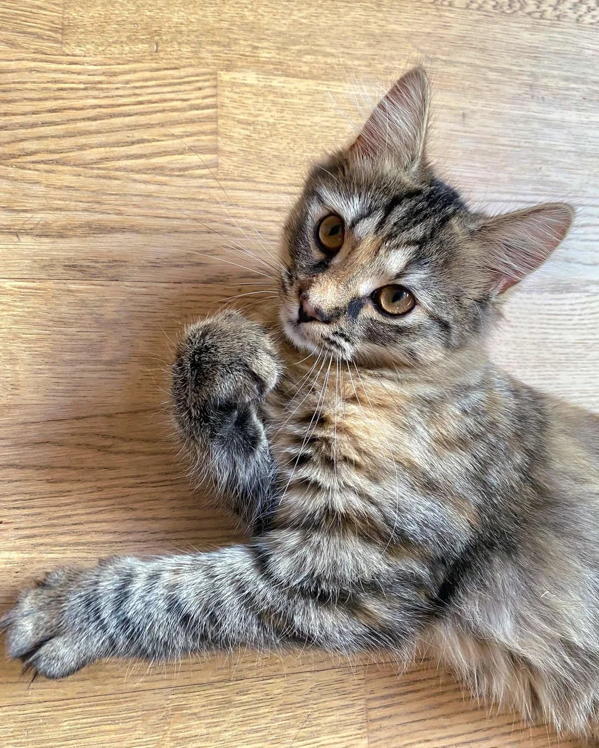 Roxy, female Mixed Breed for adoption at Dyrebeskyttelsen Oslo, Oslo — photo 3 of 6