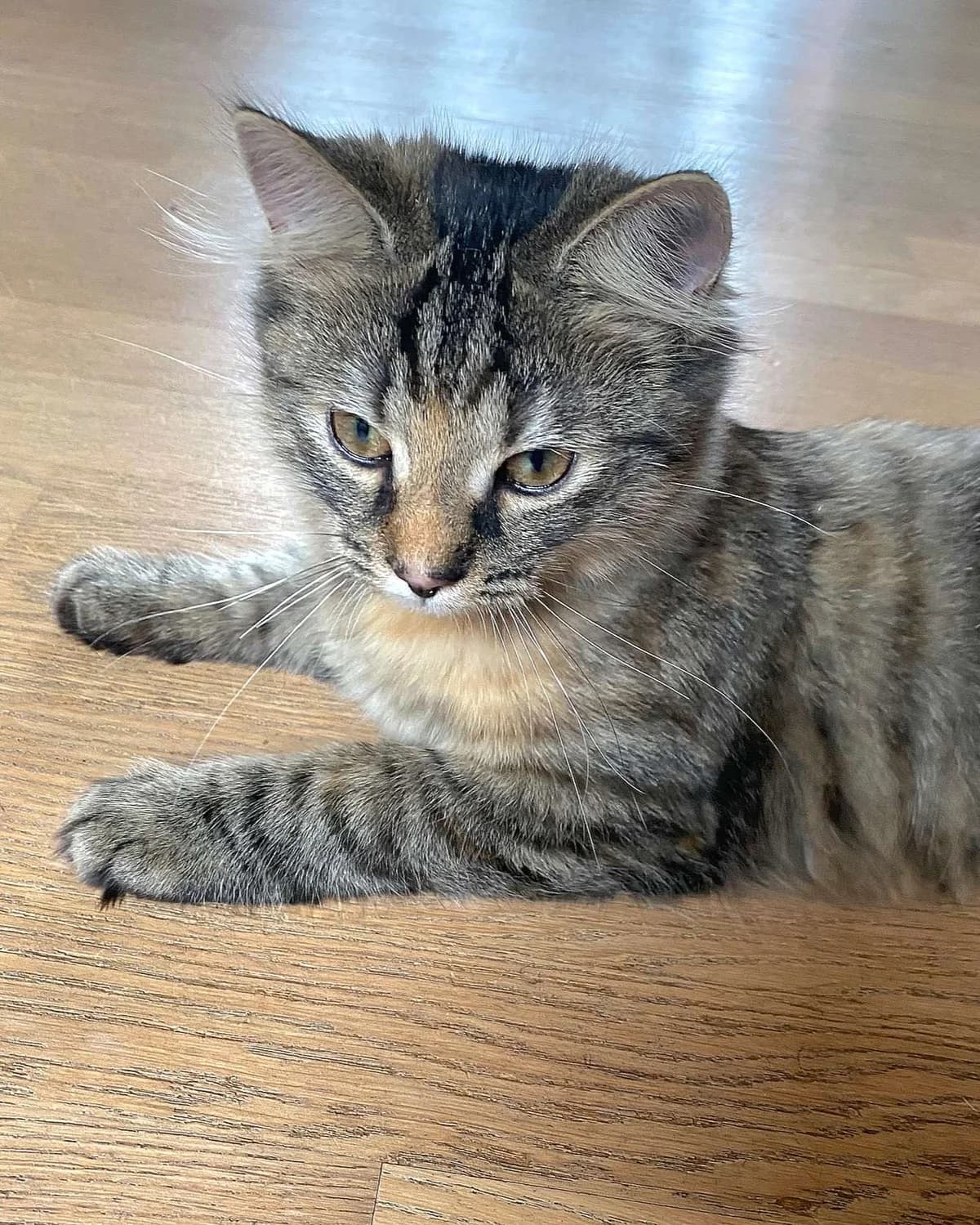 Roxy, female Mixed Breed for adoption at Dyrebeskyttelsen Oslo, Oslo — photo 4 of 6