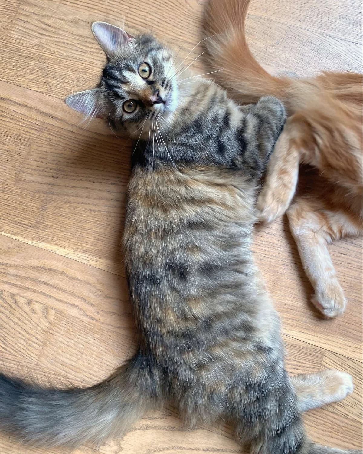 Roxy, female Mixed Breed for adoption at Dyrebeskyttelsen Oslo, Oslo — photo 5 of 6