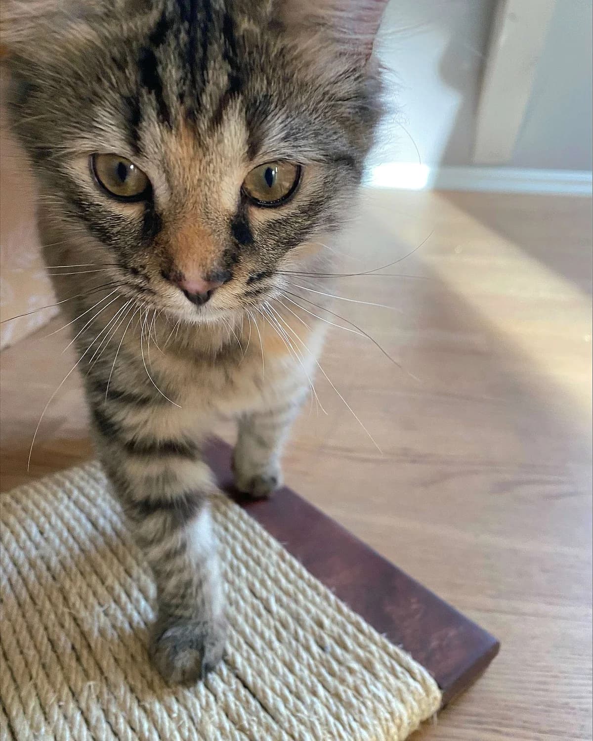 Roxy, female Mixed Breed for adoption at Dyrebeskyttelsen Oslo, Oslo — photo 6 of 6