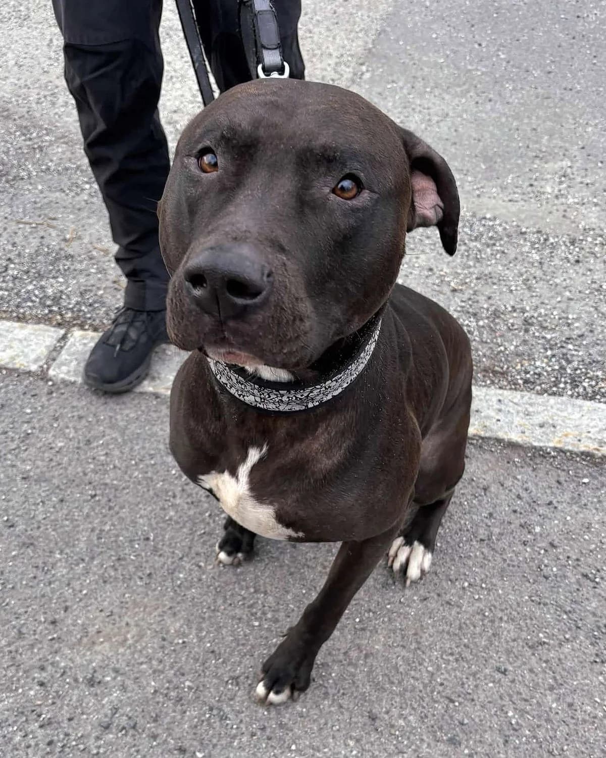 Toto, female 6yo mixed breed for adoption at Dyrebeskyttelsen Oslo, Oslo
