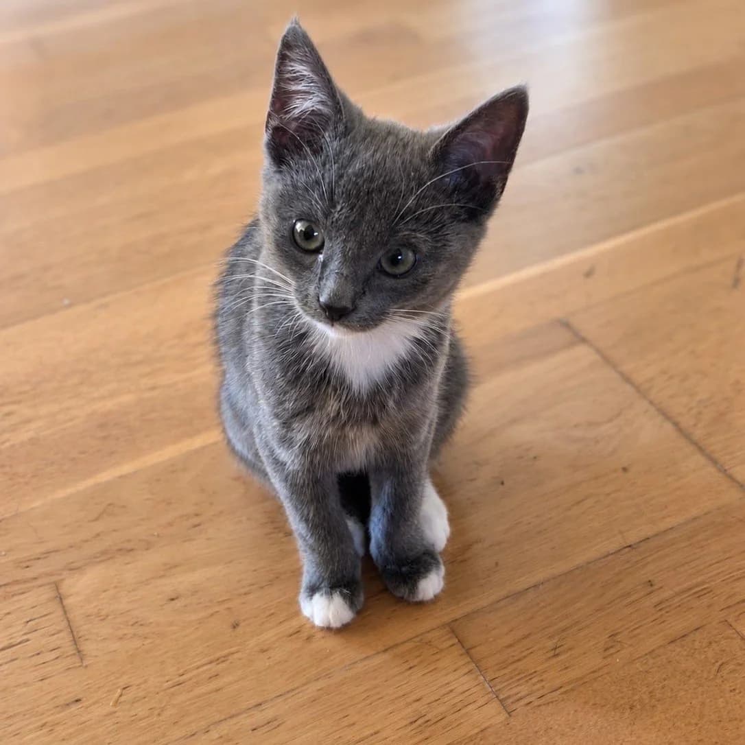 Lita, female puppy Mixed Breed for adoption at Dyrevenn Vestfold, Sandefjord
