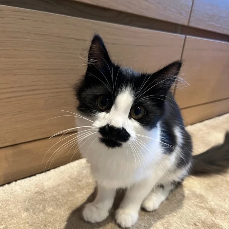 Panda (Fosterhjem), female puppy Mixed Breed for adoption at Dyrevenn Vestfold, Sandefjord