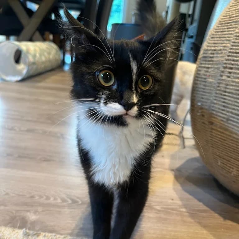 Pepsi (Fosterhjem), female puppy Mixed Breed for adoption at Dyrevenn Vestfold, Sandefjord