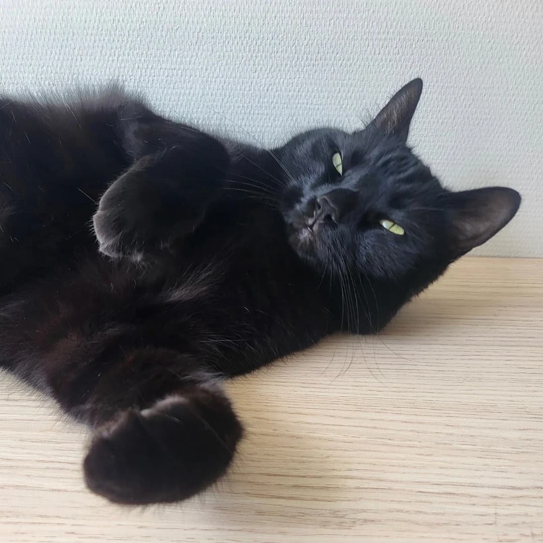 Zombie, female 3yo Mixed Breed for adoption at Dyrevenn Vestfold, Sandefjord