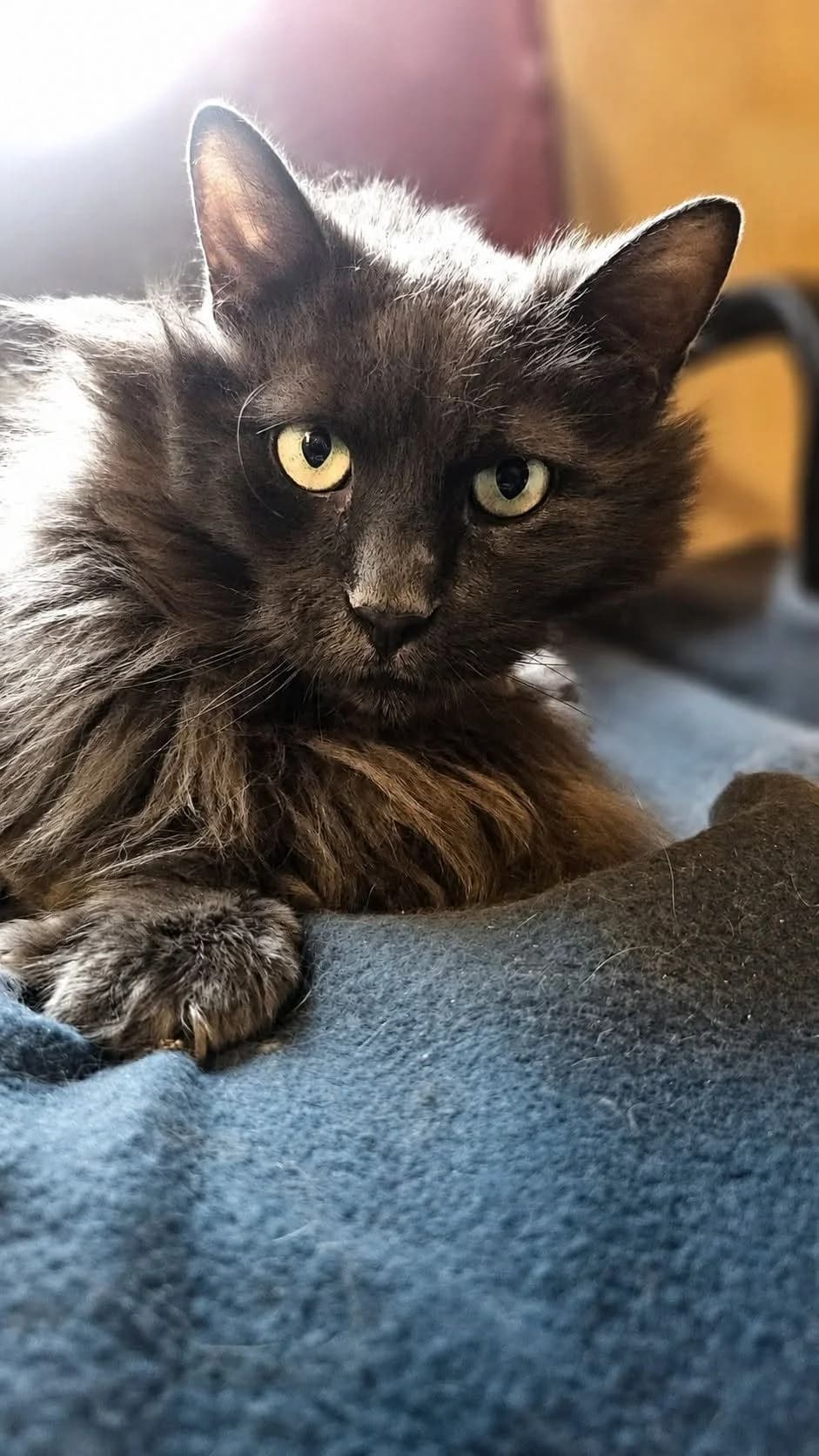 Figaro, Mixed Breed (Dyrevenn Vestfold)