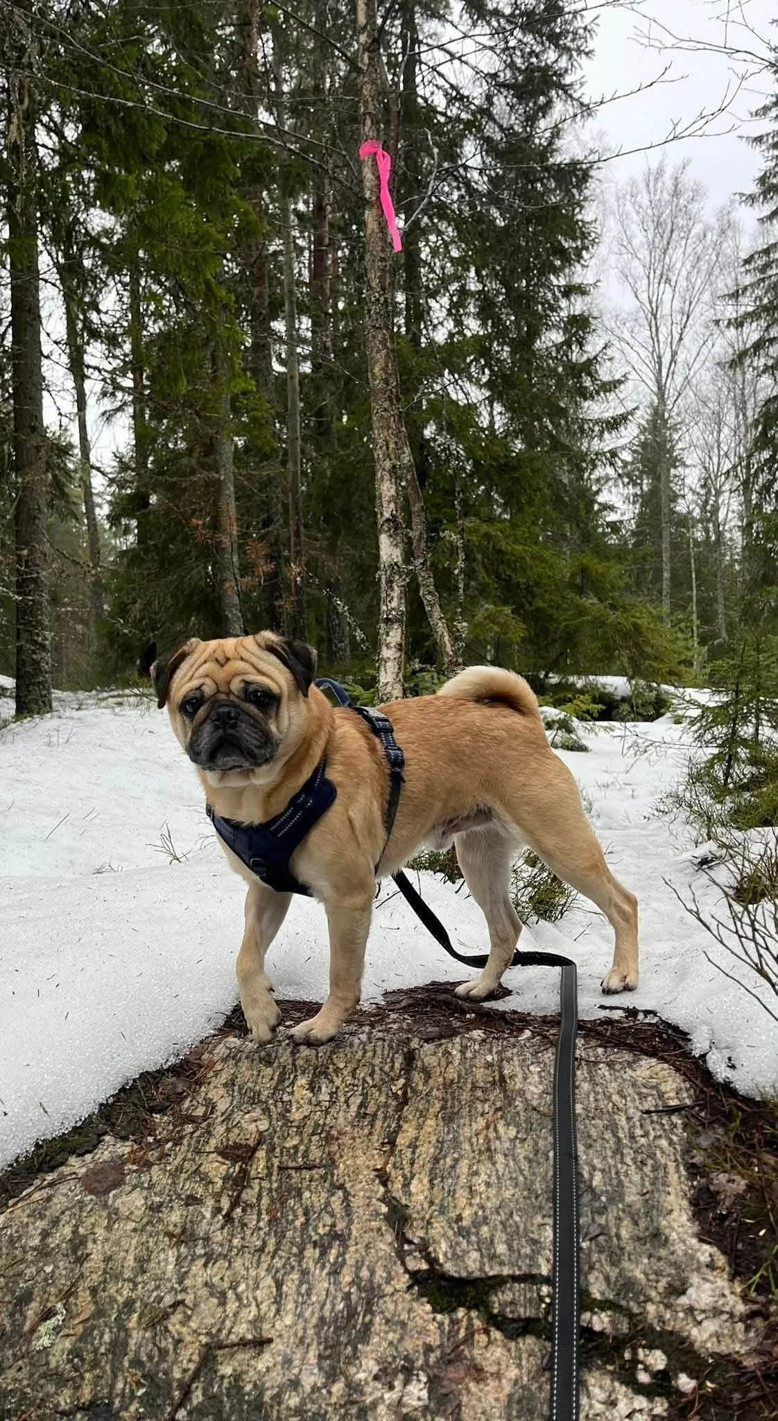 Andy,  4yo Mixed Breed for adoption at FOD, Oslo
