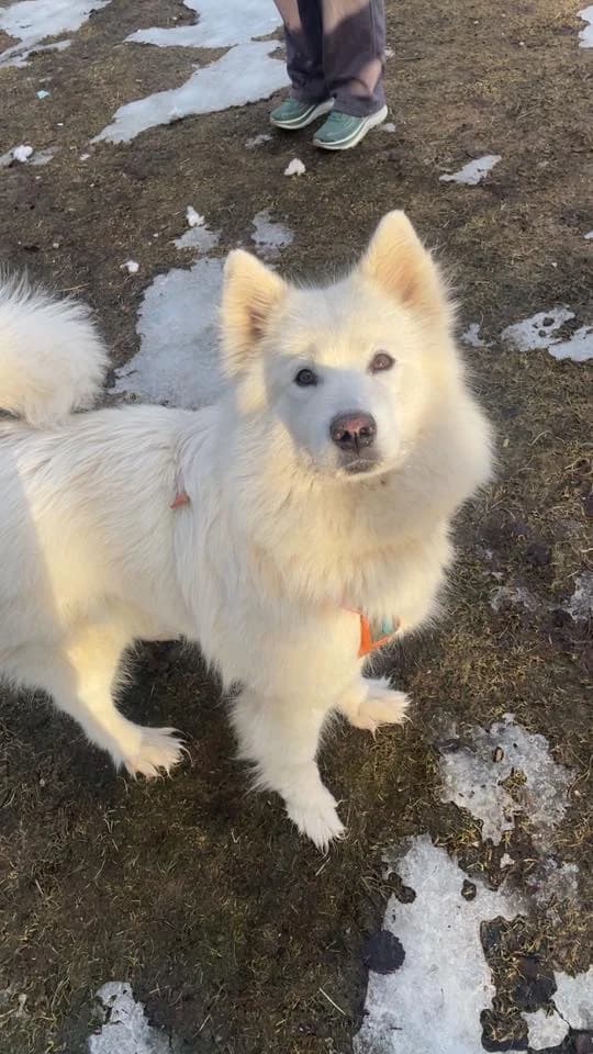 Athena,  Mixed Breed for adoption at Norway