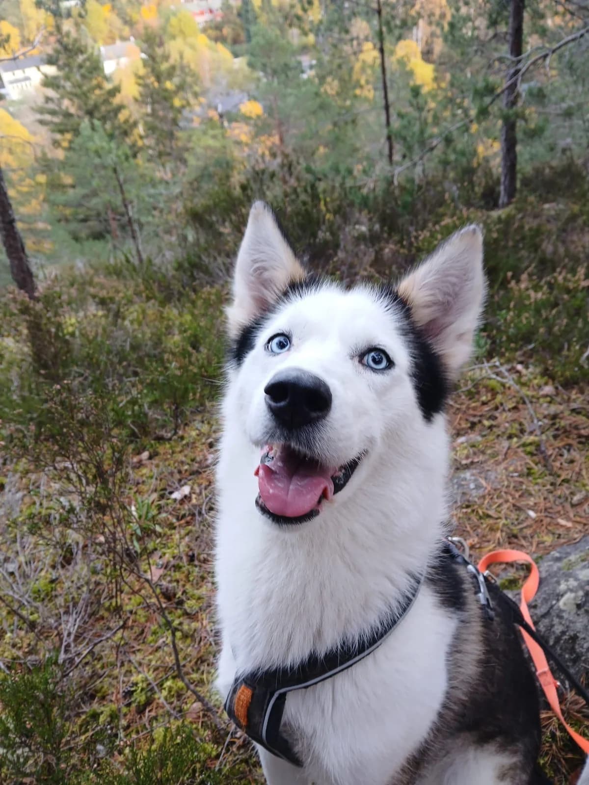 Athi,  senior Mixed Breed for adoption at FOD, Oslo