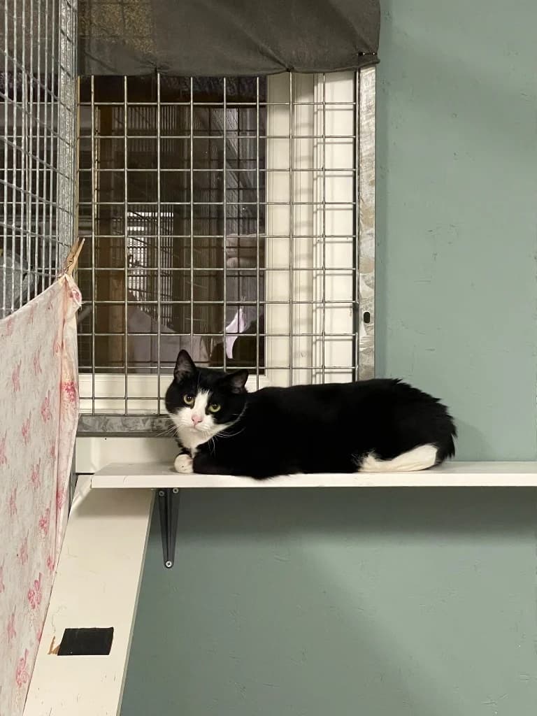 Aurora,  Mixed Breed for adoption at FOD, Oslo