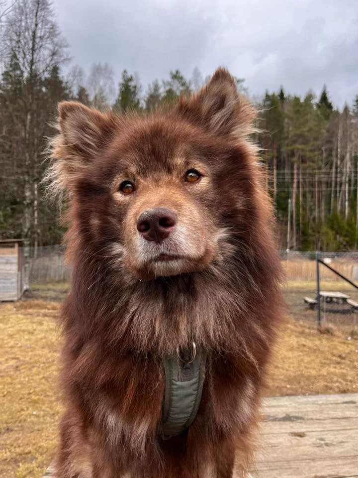 Brumle,  Mixed Breed for adoption at Norway