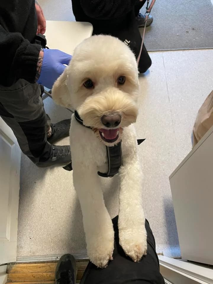 Cobber,  3yo Mixed Breed for adoption at FOD, Oslo