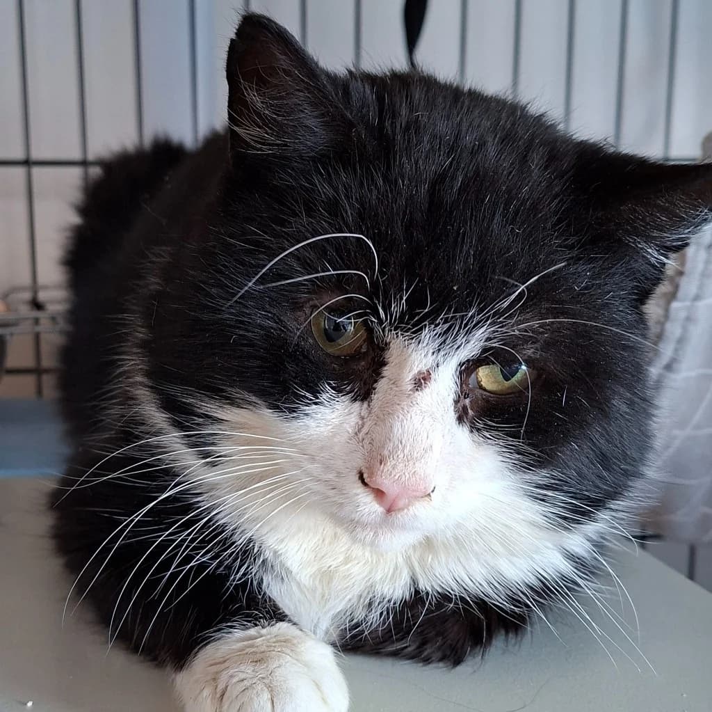 Dragonite,  Mixed Breed for adoption at Norway