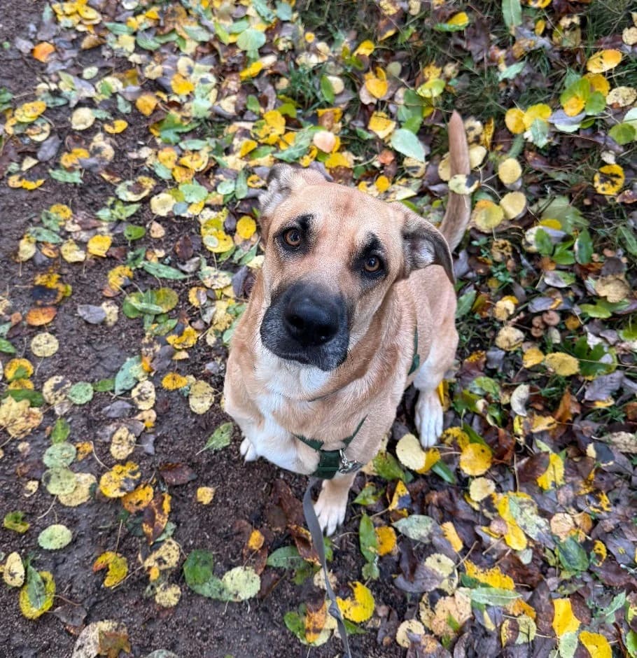 Elya,  Mixed Breed for adoption at Norway