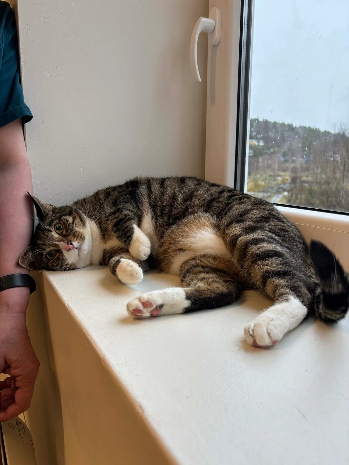 Frankie,  Mixed Breed for adoption at Norway