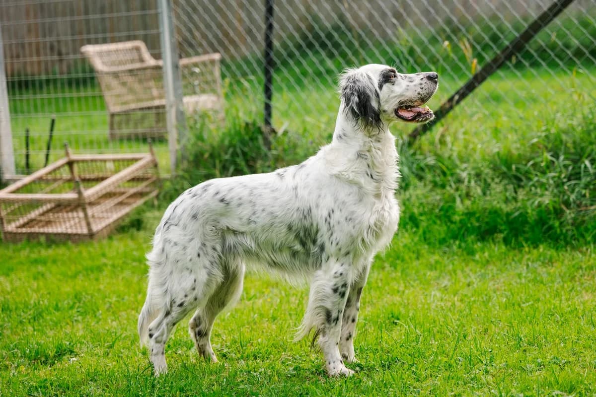 Gunn,  senior Mixed Breed for adoption at FOD, Oslo