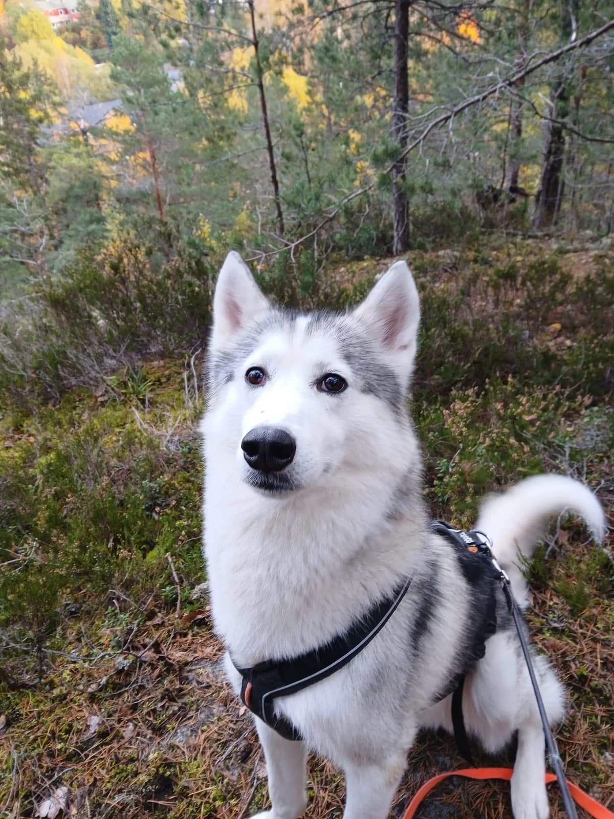 Kahn,  6yo Mixed Breed for adoption at FOD, Oslo