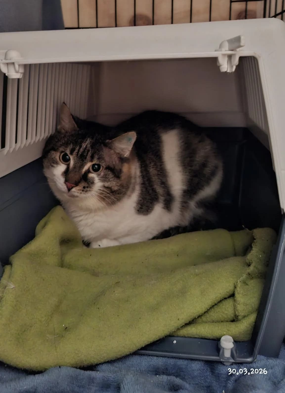 Kolonikatter,  Mixed Breed for adoption at FOD, Oslo