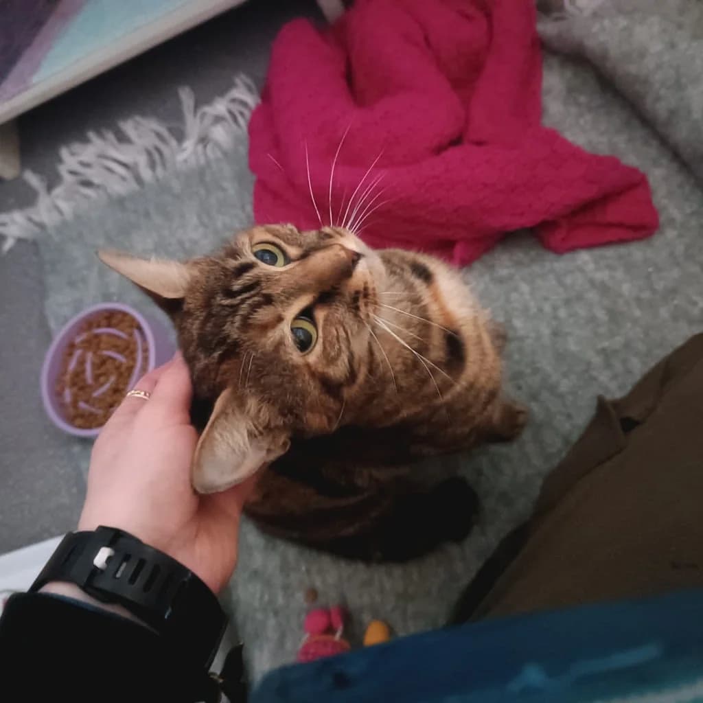 Laila,  Mixed Breed for adoption at Norway